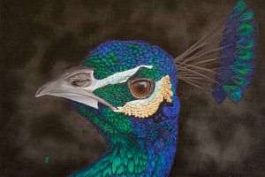 Porträt von Peacock von sabrina van lijsdonk