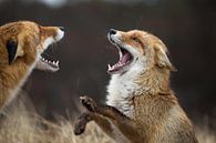 vechtende vossen in de Amsterdamse Waterleidingduinen par bart vialle Aperçu