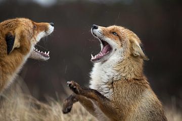 vechtende vossen in de Amsterdamse Waterleidingduinen van bart vialle
