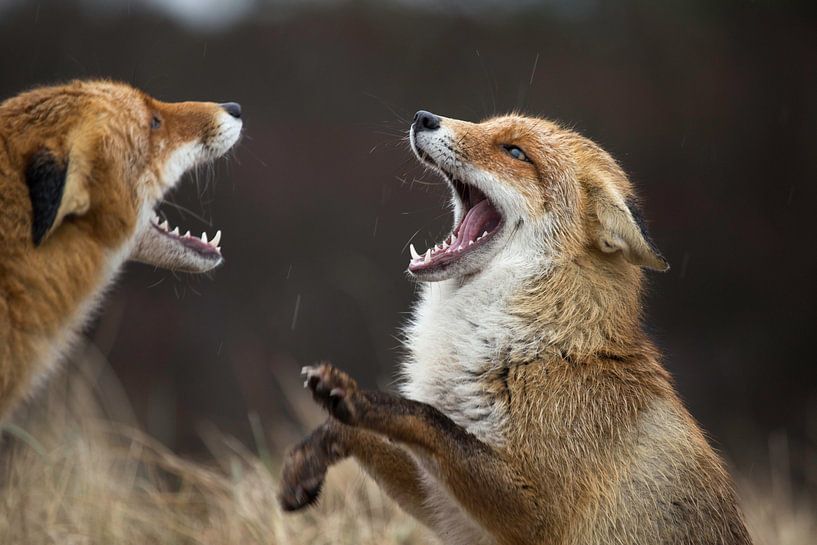 vechtende vossen in de Amsterdamse Waterleidingduinen par bart vialle