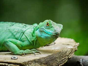 Groene hagedis in het landschap van Mustafa Kurnaz