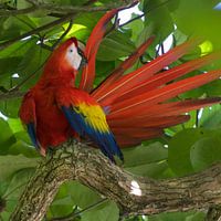 Gelbflügelpapagei in Costa Rica