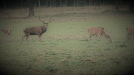 Herten, Zwijnen, hert wild zwijn sur Gijs van Veldhuizen