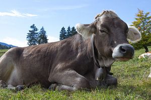 K u h auf Wiese