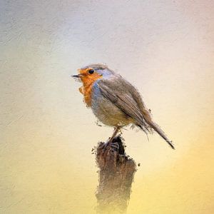 Robin on branch by Gianni Argese