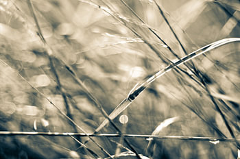 Riet
