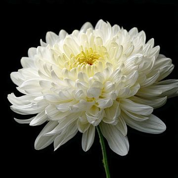 Weiße Chrysantheme In Balance