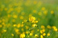 Bokeh van boterbloemen