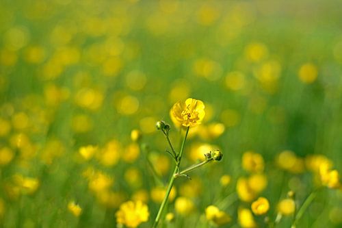 Bokeh of buttercups