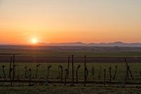 Vignoble au lever du soleil