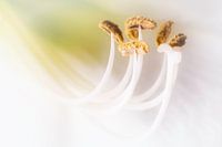 tenderness