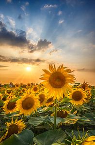 Sonnenblumen im Sonnenuntergang