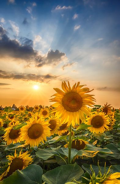Sunflowers in sunset by Melanie Viola