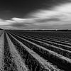 Aardappelruggen Noordoostpolder van Martien Hoogebeen Fotografie