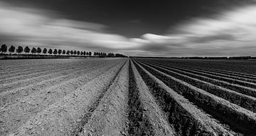 Aardappelruggen Noordoostpolder van Martien Hoogebeen Fotografie