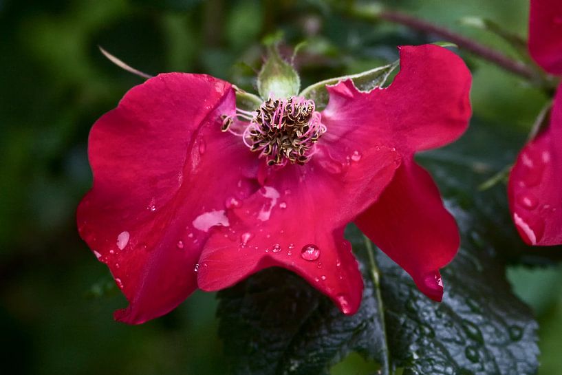 wilde roos in de regen by foto-fantasie foto-fantasie
