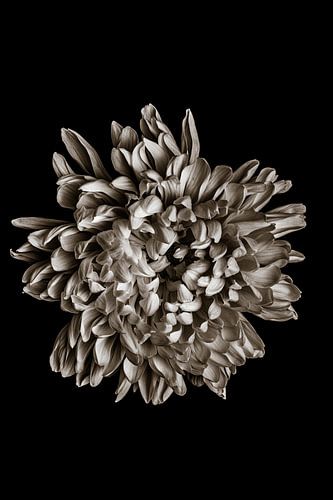 Chrysantheme Blüte Schwarzweiß