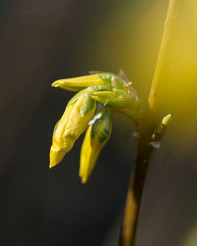 Forsythia jaune