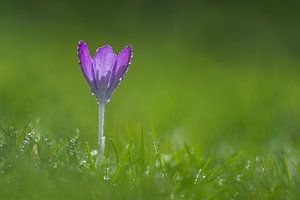 Crocus violet couvert de gouttes de rosée