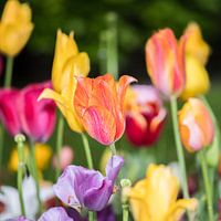 Veld vol met kleurige tulpen