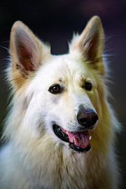 Hund Portrait Schäferhund von Yoan Izetov