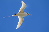 Rotschwanz-Tropikvogel (Phaethon rubricauda) von Dirk Rüter Miniaturansicht