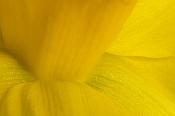 Close-up van een gele narcis van Margot van den Berg