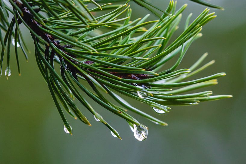 Close up of raindrops on a coniferous tree by Martijn Smeets