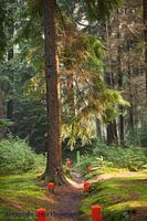 Hiding place in the middle of the forest.