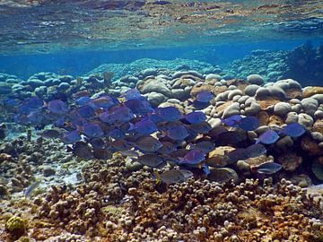 School Vis, Blue Tang  Bonaire von Silvia Weenink