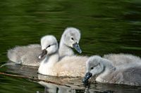 Adorable young swans