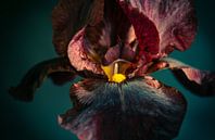 Zwarte iris, black iris van Annemarie Ostendorf thumbnail