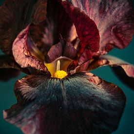Zwarte iris, black iris van Annemarie Ostendorf