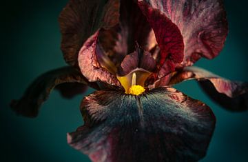 Zwarte iris, black iris van Annemarie Ostendorf