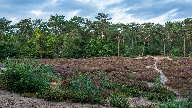 Hoorneboegseheide by Peter Veerman