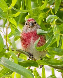 Bluthänfling im Baum