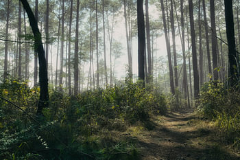 Forêt