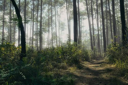 Forêt