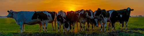 Panorama de vaches au coucher du soleil sur Marjolein Deelen