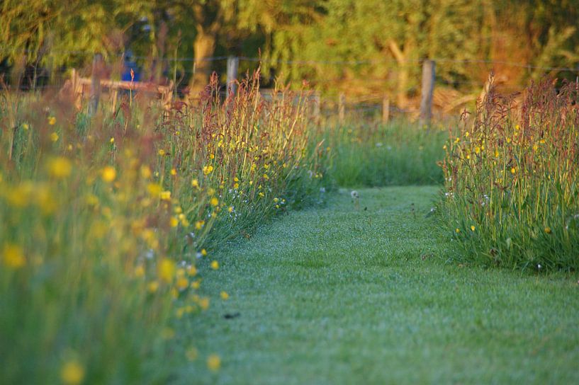 grass path with flowers in the evening sun by Jeroen van Deel
