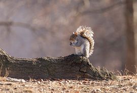 Squirrel in Central Park New York City by Marcel Kerdijk