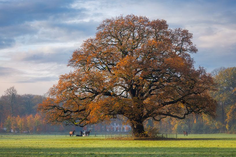 Old Oak in Autumn by Thijs Friederich