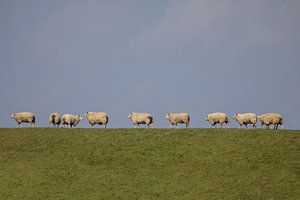 Moutons au-dessus du barrage (1)