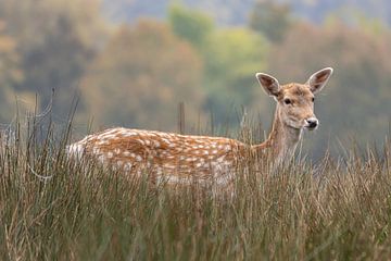 Daim dans l'herbe. sur Paul Veen