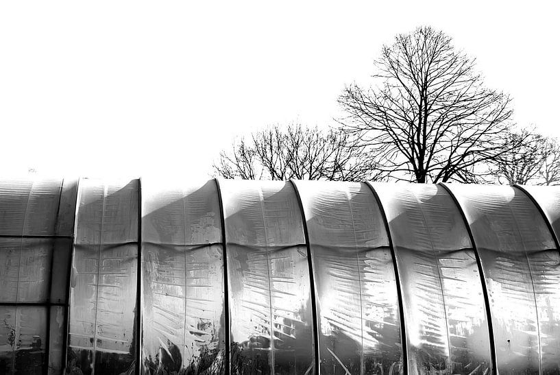 Greenhouse by Norbert Sülzner