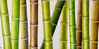 Bamboo