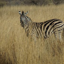 Zebra, Pilanesberg, Zuid-Afrika by Maurits Bredius