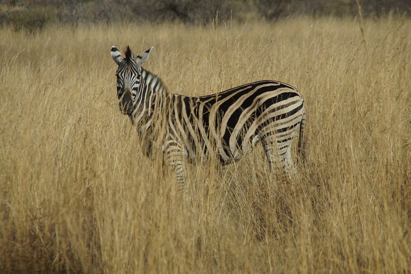Zebra, Pilanesberg, Zuid-Afrika von Maurits Bredius