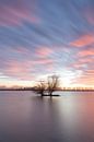 Solitaire boom in water van Elroy Spelbos Fotografie thumbnail