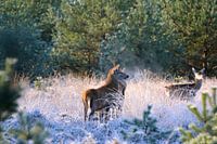 Edelherten. Koude ochtend op de Veluwe